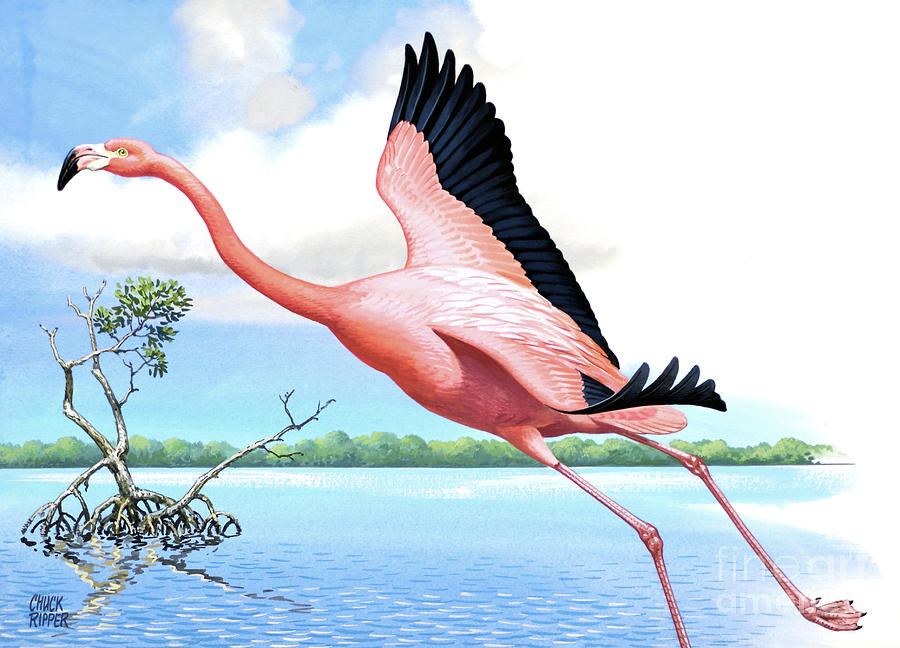 Flamingo Taking Flight Over River Painting by Chuck Ripper
