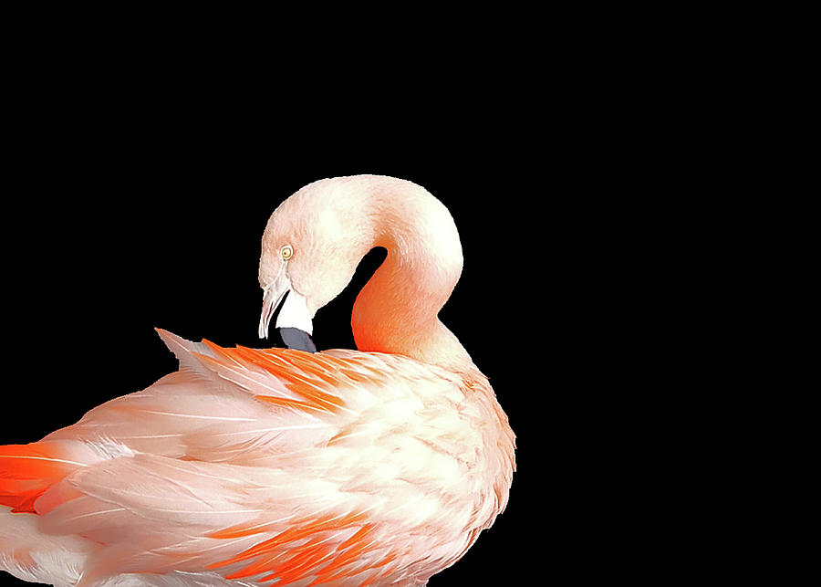 Flamingo Photograph - Flamingo by Terri Johnson