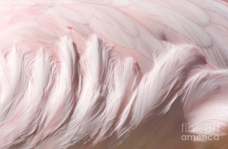 Flamingo Texture Photograph by Afrodita Ellerman
