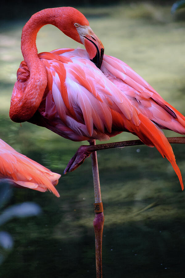 Flamingo Photograph by Thierry Lach