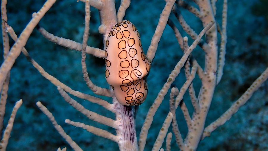 Flamingo Tongue Photograph By Dan Heinen 