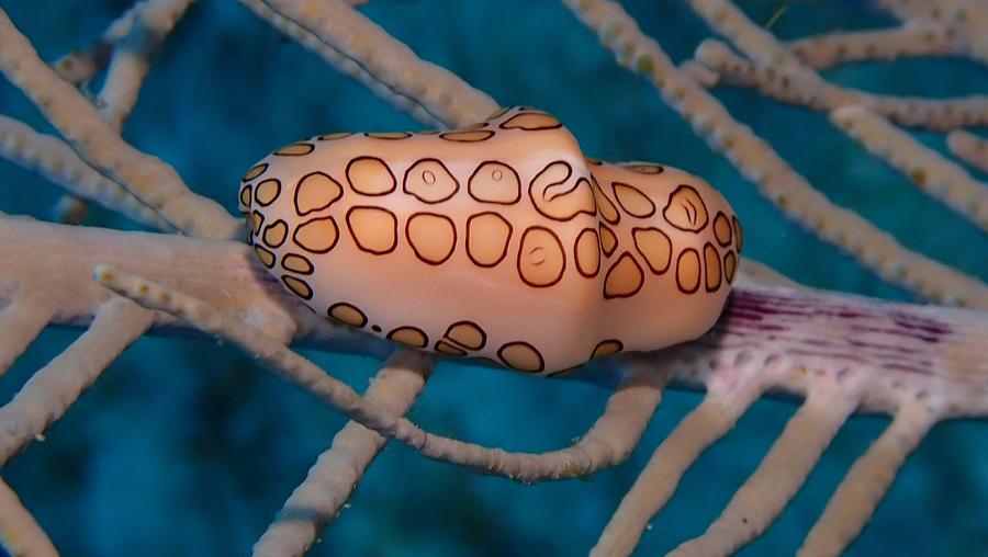 Flamingo Tongue Snail Photograph by Dan Heinen - Fine Art America