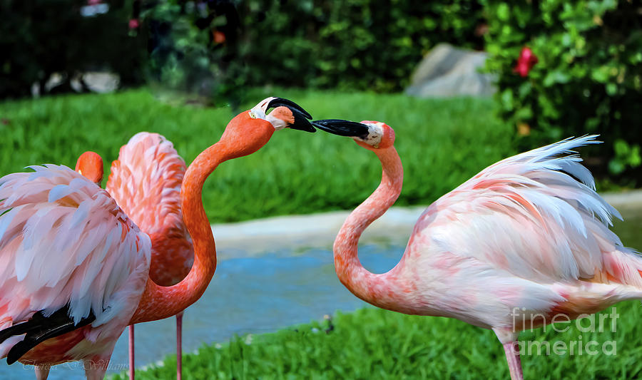 Flamingo Kiss Photograph by Theresa D Williams