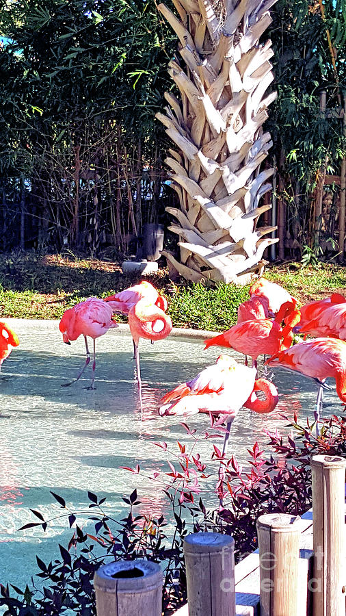 Flamingo Tribe Digital Art