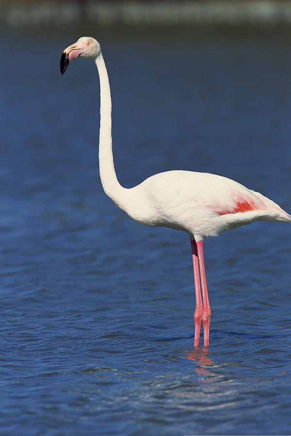 Flamingo wading in water Photograph by Comstock Images