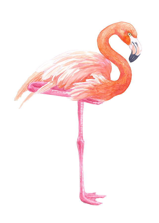 Flamingo watercolor Digital Art by Katerina Kirilova - Fine Art America