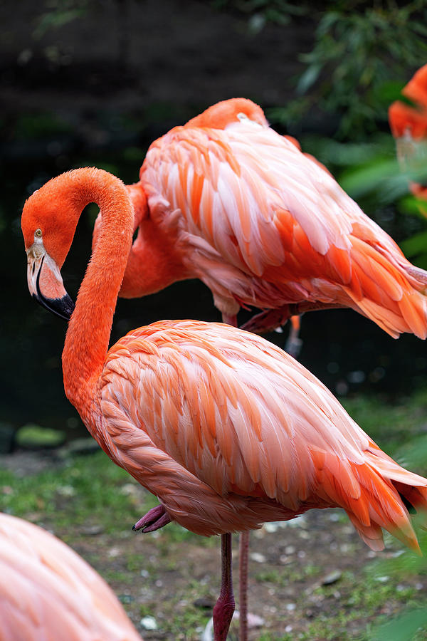 Flamingo wilde birds Photograph by Sebastian Radu