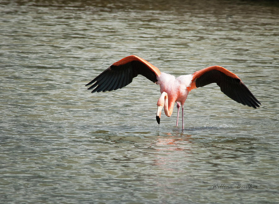 Flamingo Photograph by William Beuther