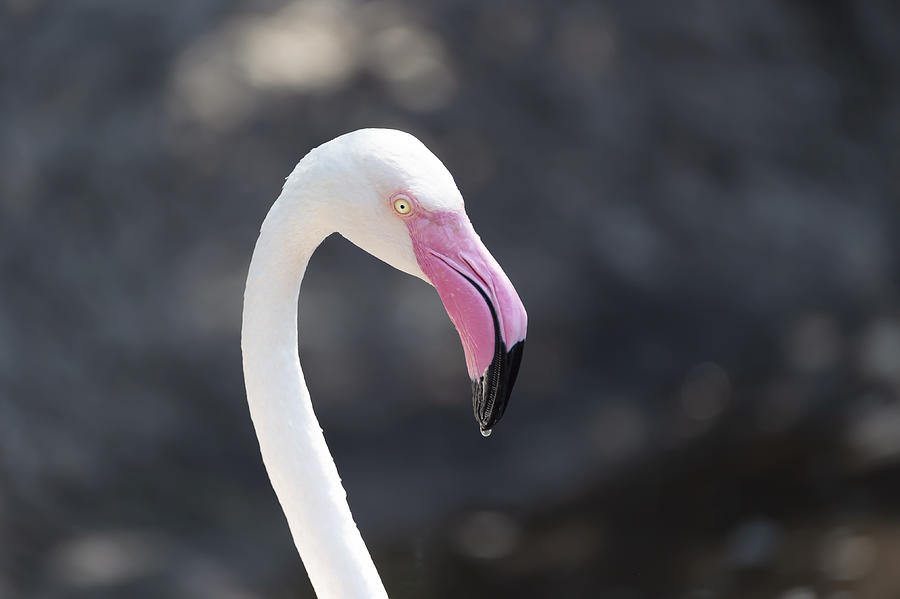 Flamingo_3 Photograph by Ian Gwinn