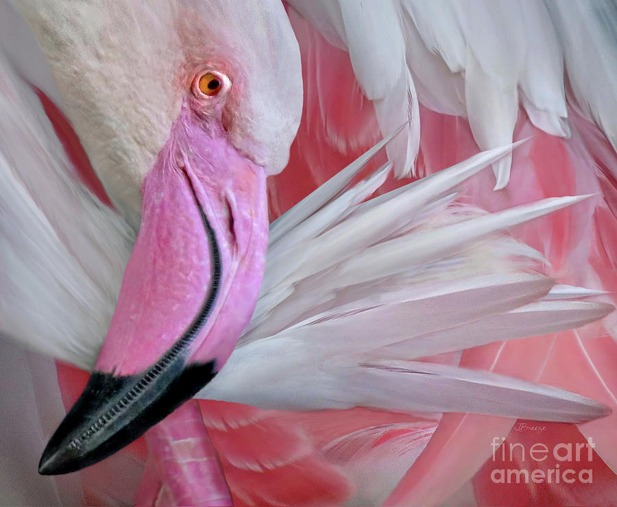 Feather Photograph - Pretty in Pink by Jennie Breeze
