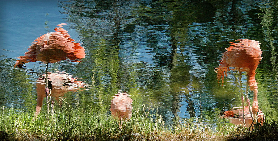 Flamingoes in the Grass Photograph by WAZgriffin Digital