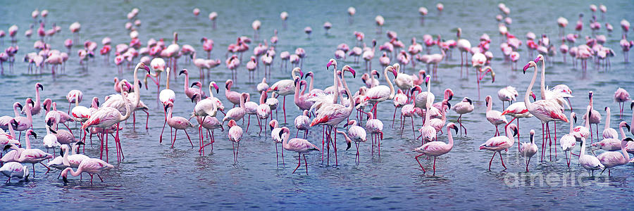 Flamingoes, Lake Nakuru, Africa Photograph by Don Schimmel