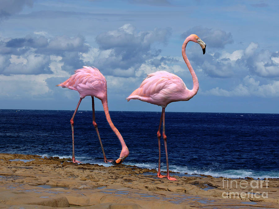 Flamingoes Like Shrimp Photograph by Al Bourassa