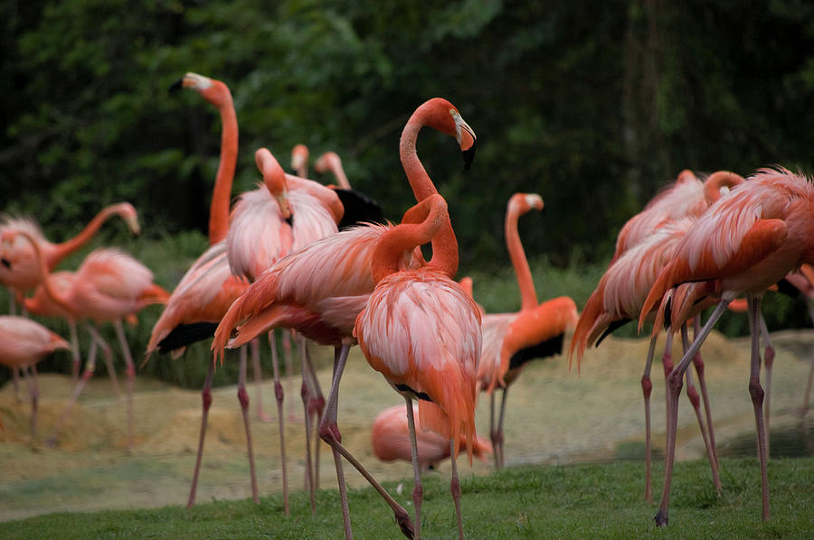 Flamingoes Photograph by Matthew Nelson