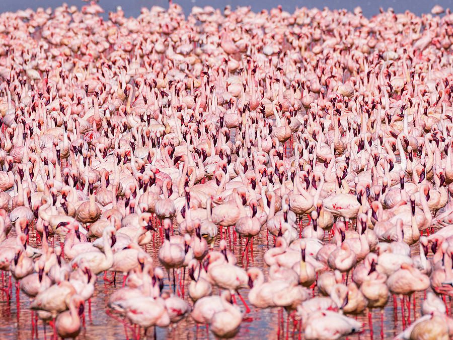 Flamingoes on Alert Photograph by Joe Doherty