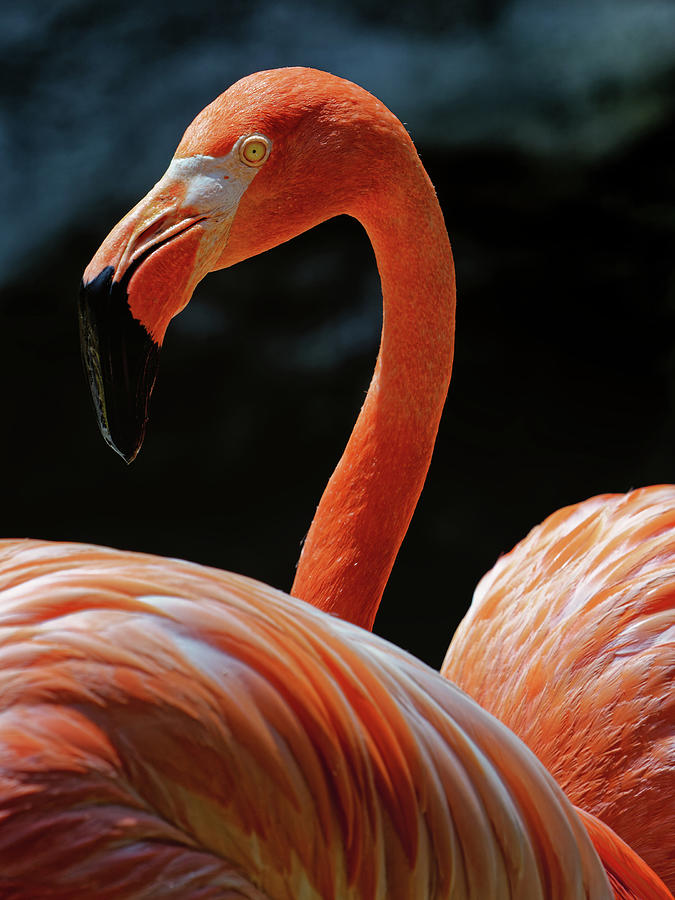 Flamingoeye Photograph by Ron Dubin