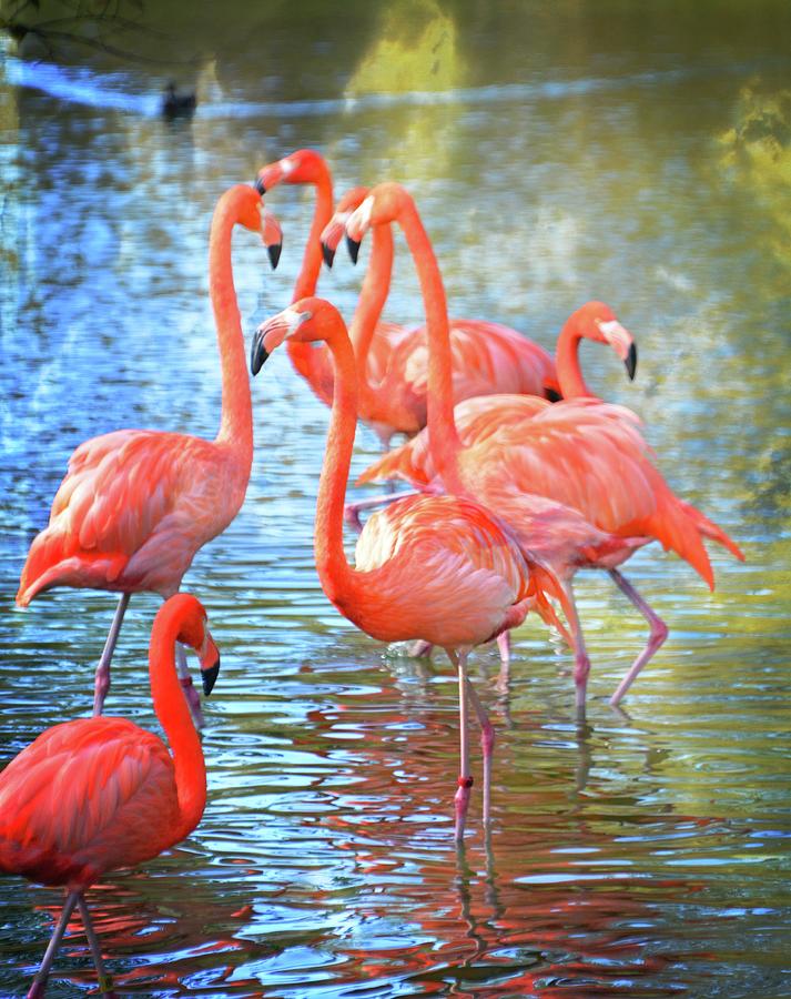 Flamingos 11 Photograph