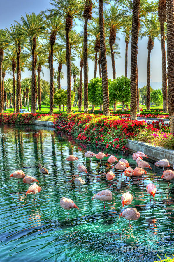 Flamingos Golf and Palm Trees Photograph by David Zanzinger