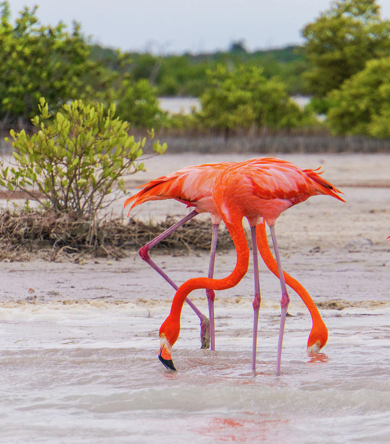 Flamingos Photograph by Ann Moore