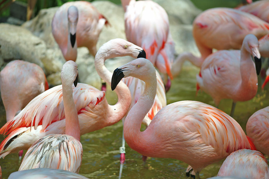 Flamingos at the Houston Zoo Photograph by Sean Hannon