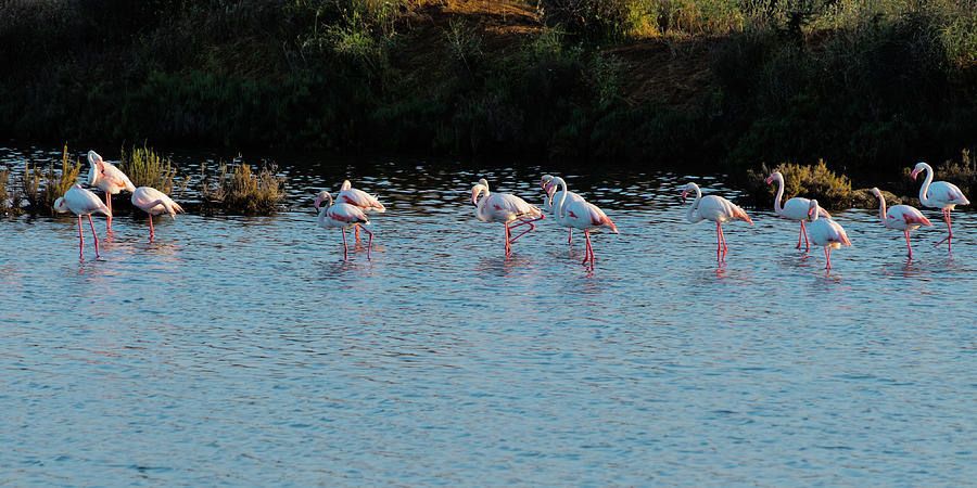 Flamingos Chilling in Ria Formosa - Faro Photograph by Angelo DeVal