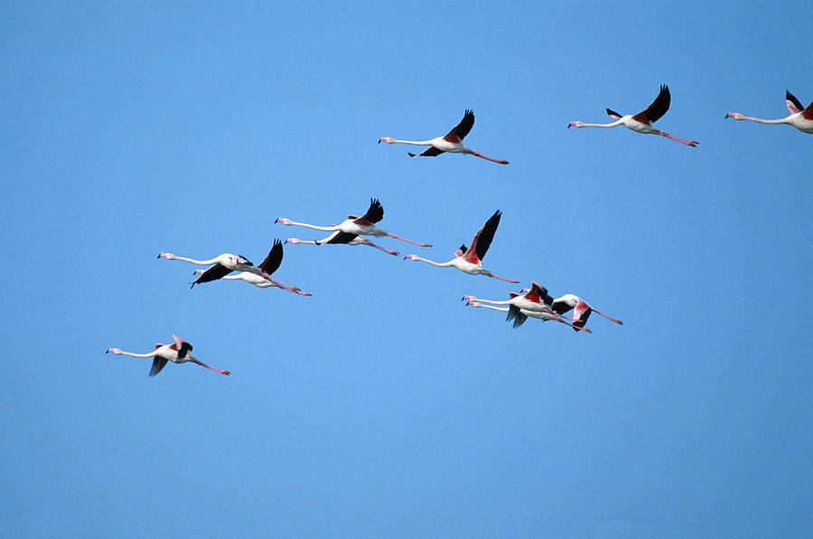 Flamingos Photograph by David De Lossy