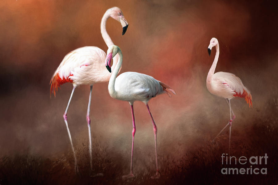 Flamingos Photograph by Ed Taylor