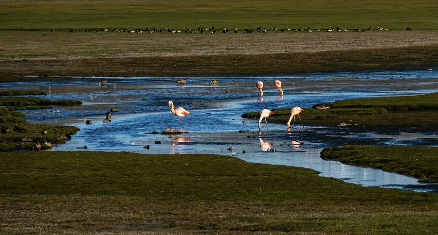 Flamingos El Calafate, Argentina 2 Photograph by Deidre Elzer-Lento