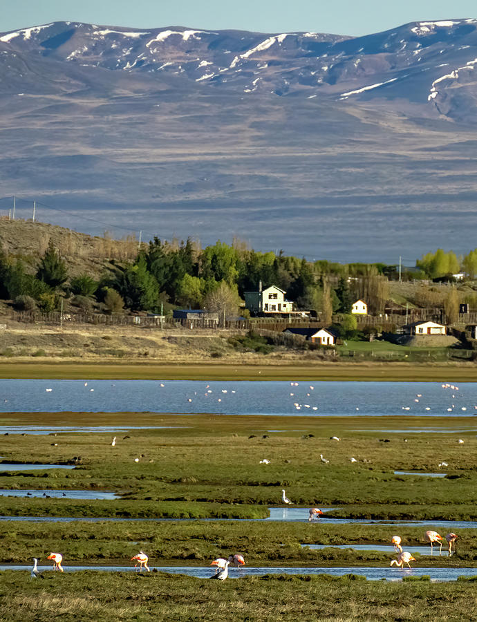 Flamingos El Calafate, Argentina Photograph by Deidre Elzer-Lento