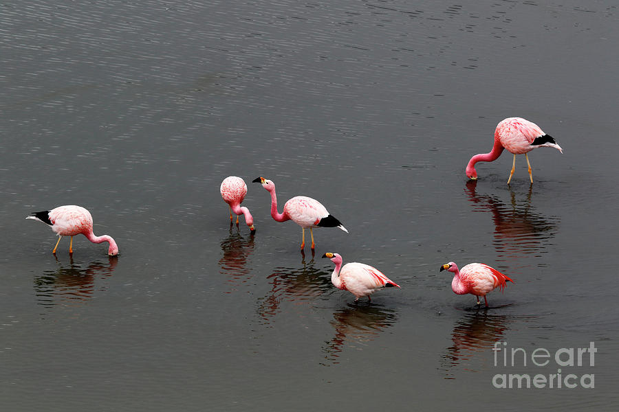 Flamingos feeding in the high Andes Photograph by James Brunker