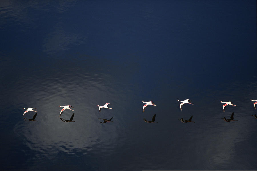 Flamingos flying over water , Lake Magadi , Kenya Photograph by Comstock Images