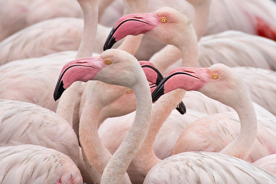 Flamingos Photograph by Fotoclick