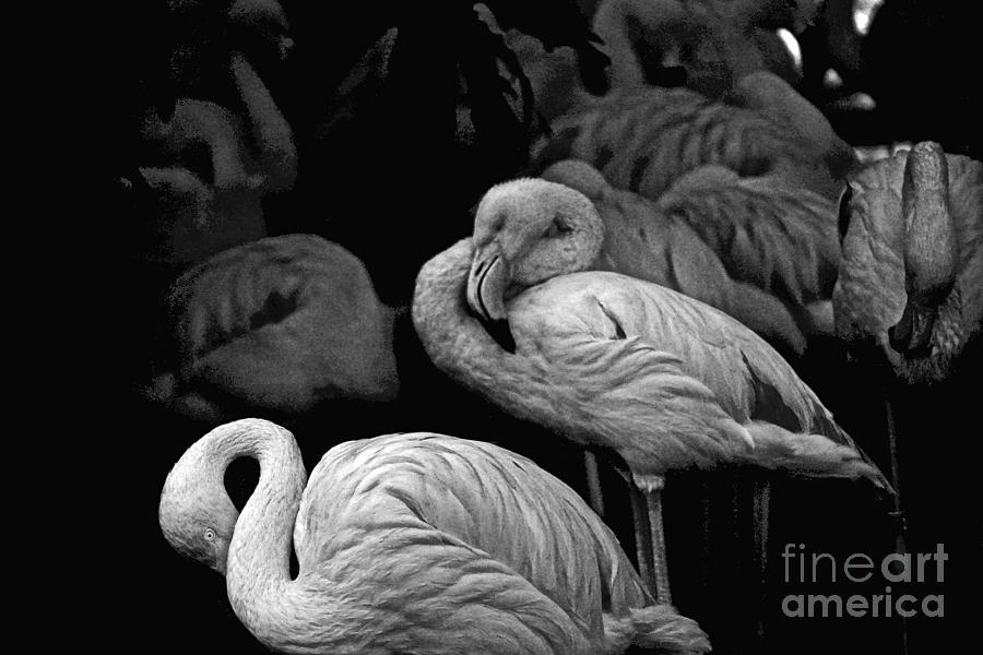 Flamingos in Black and White Photograph by Michael Cinnamond