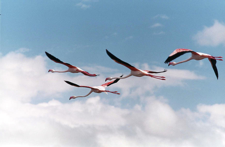 Flamingos in Flight Photograph by Bonnie Colgan