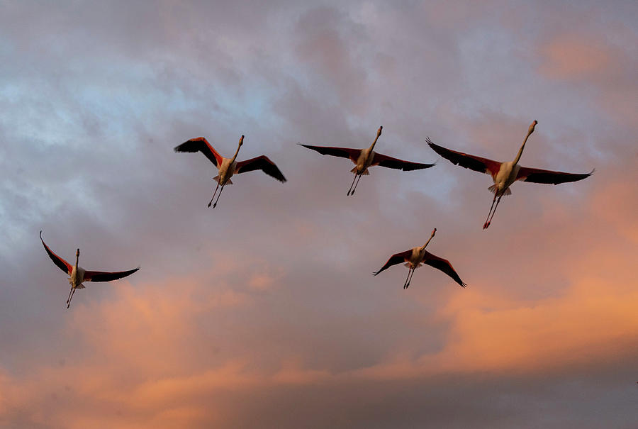 Flamingos in flight Photograph by Pietro Ebner