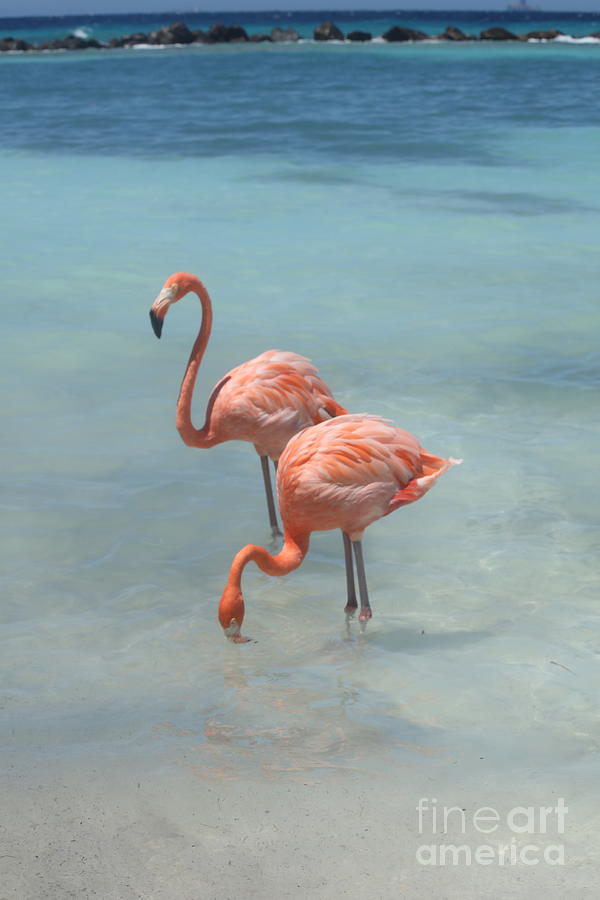 Flamingos in Inlet Photograph by Richard Amble