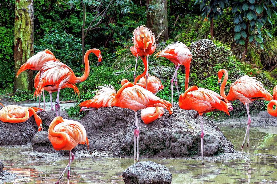 Flamingos in Miami Photograph by John Rizzuto