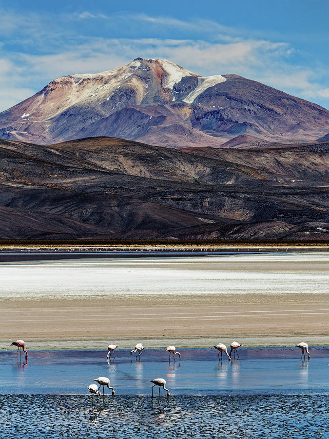Flamingos In The Shadow Of A Chilean Volcano Photograph by Ron Dubin