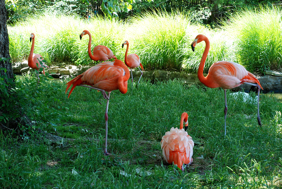 Flamingos Photograph by Kenny Glover