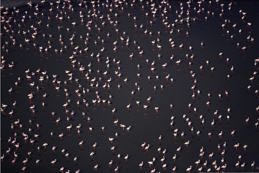 Flamingos migrating over Lake Magadi , Kenya Photograph by Comstock Images
