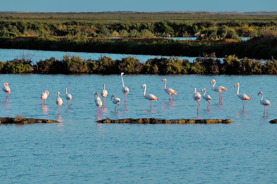 Flamingos of Ria Formosa - Faro Photograph by Angelo DeVal