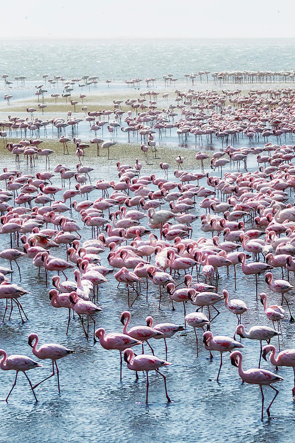 Flamingos on the Walvis Bay Waterfront Photograph by Belinda Greb ...