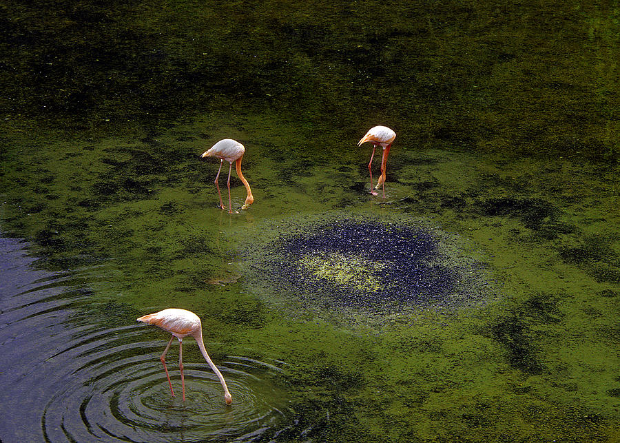 Flamingos...  Puerto Villamil -  Isabella - Galapa Photograph by Tim Olivett