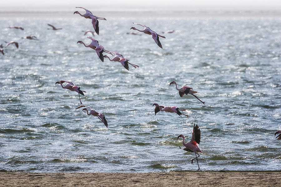 Flamingos Rising Photograph by Belinda Greb