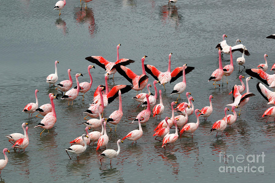 Flamingos stretch their wings Photograph by James Brunker