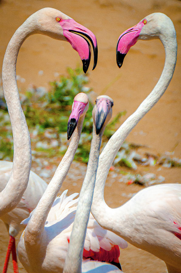 Flamingos Photograph by Tito Slack