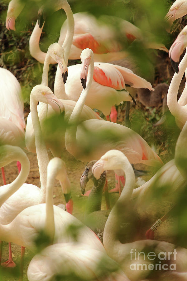 Flamingos Vertical Jerez Zoo Photograph by Eddie Barron
