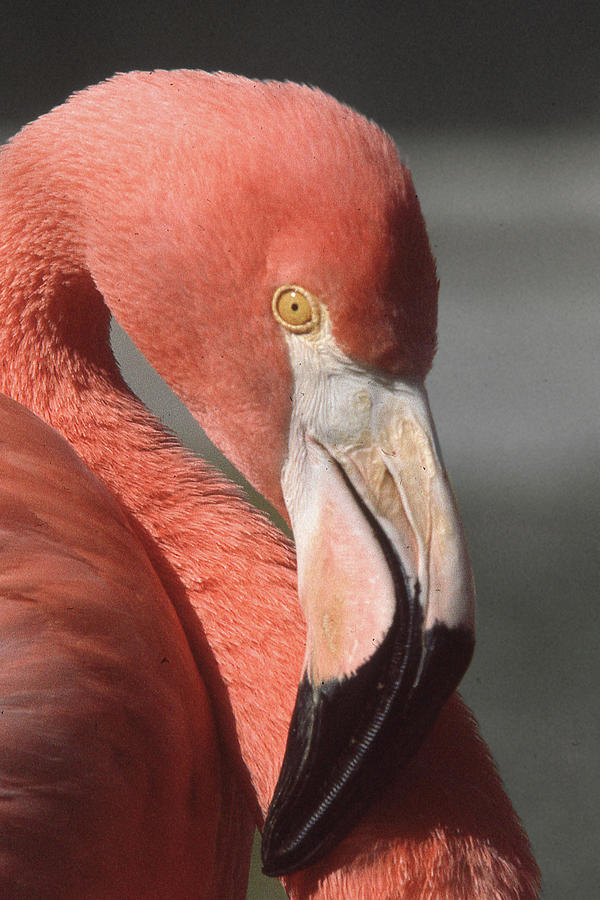 Flamingp Photograph by Jim Mathis