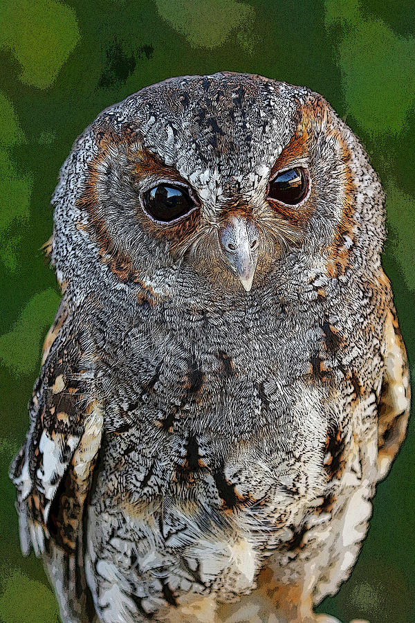 Flammulated Owl Digital Photograph Photograph by MaryJane Sesto