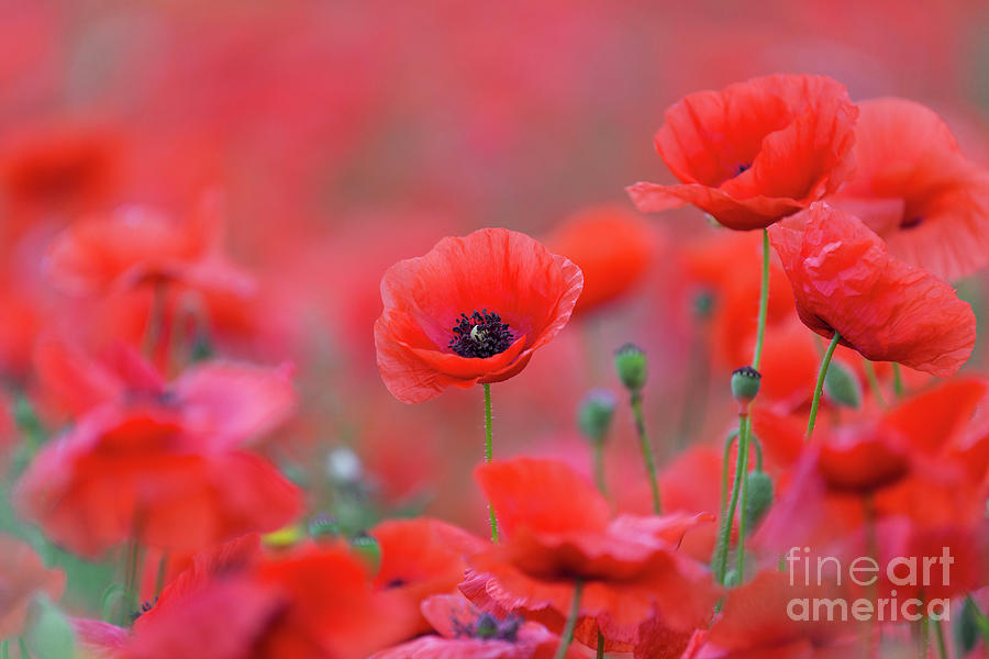 Flanders Poppies Photograph by Arterra Picture Library